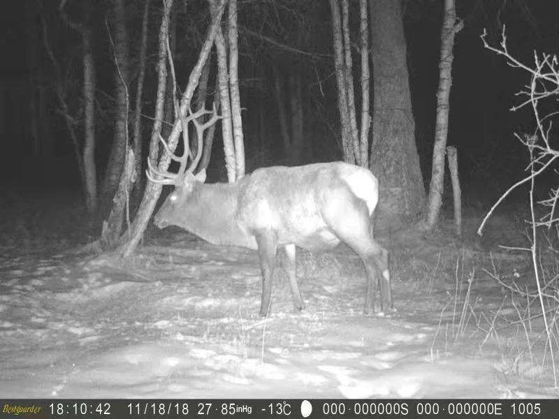 Hunting Camera Night Vision